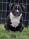 American Bully Puppies for sale in Whitehall, Michigan. price: $1,500