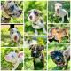 American Bully Puppies for sale in Riverview, Florida. price: NA