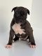 American Bully Puppies for sale in Phoenix, Arizona. price: $800