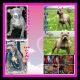 American Bully Puppies for sale in Allentown, PA, USA. price: NA