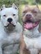 American Bully Puppies for sale in Baton Rouge, Louisiana. price: $2,000