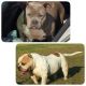 American Bully Puppies for sale in Warner Robins, GA, USA. price: NA