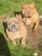 American Bully Puppies for sale in Nashville, Tennessee. price: $1,500
