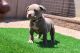 American Bully Puppies for sale in Buckeye, Arizona. price: $15,006,000