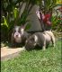 American Bully Puppies for sale in Kula, Hawaii. price: NA