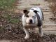 American Bully Puppies for sale in Tollesboro, KY 41189, USA. price: $400