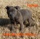 American Bully Puppies for sale in Waco, TX, USA. price: NA