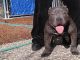 American Bully Puppies for sale in Richmond, CA, USA. price: $2