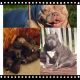 American Bully Puppies for sale in New York, NY, USA. price: NA