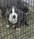 American Bully Puppies for sale in Pearson, GA 31642, USA. price: NA