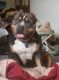 American Bully Puppies for sale in Akron, OH, USA. price: NA