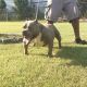 American Bully Puppies for sale in Elmsford, NY, USA. price: NA