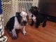 American Bully Puppies for sale in Vallejo, CA, USA. price: NA