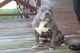 American Bully Puppies for sale in Bryan, TX, USA. price: NA