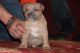 American Bully Puppies for sale in Beaufort, SC, USA. price: NA