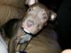 American Bully Puppies for sale in Clifton, NJ, USA. price: NA