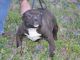American Bully Puppies for sale in Shelby, NC, USA. price: NA