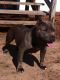 American Bully Puppies for sale in Kingstree, SC 29556, USA. price: NA