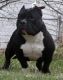 American Bully Puppies for sale in South Bend, IN, USA. price: $2,000