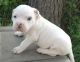 American Bully Puppies for sale in Jackson, MS, USA. price: NA