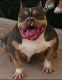 American Bully Puppies for sale in Winston-Salem, NC, USA. price: NA