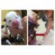 American Bully Puppies for sale in Hialeah, FL, USA. price: $1,000