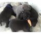 American Bully Puppies for sale in Mobile, AL, USA. price: NA