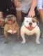 American Bully Puppies for sale in Downey, CA, USA. price: NA