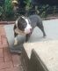 American Bully Puppies for sale in Hartford, CT, USA. price: NA