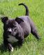 American Bully Puppies for sale in Louisville, KY, USA. price: $1,200