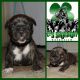 American Bully Puppies for sale in Farnham, VA 22460, USA. price: $1,800