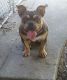 American Bully Puppies for sale in Louisville, KY, USA. price: $2,500