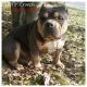American Bully Puppies for sale in Louisville, KY, USA. price: $3,000