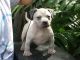 American Bully Puppies for sale in New Haven, CT, USA. price: NA