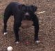 American Bully Puppies for sale in Carlsbad, CA, USA. price: NA