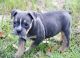 American Bully Puppies for sale in Carlsbad, CA, USA. price: NA