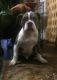 American Bully Puppies for sale in Hartford, CT, USA. price: NA