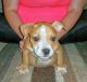 American Bully Puppies for sale in Pueblo, CO, USA. price: $1,500
