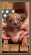 American Bully Puppies for sale in Aynor, SC, USA. price: NA