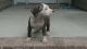 American Bully Puppies for sale in New Kent, VA 23124, USA. price: NA