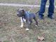 American Bully Puppies for sale in Grand Rapids, MI, USA. price: $1,200