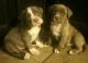 American Bully Puppies for sale in Richton Park, IL, USA. price: $700