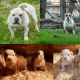 American Bully Puppies for sale in Waco, TX, USA. price: $1,500