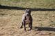 American Bully Puppies for sale in Stamford, CT, USA. price: NA