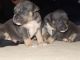 American Bully Puppies for sale in Reno, NV, USA. price: NA