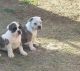 American Bully Puppies for sale in Laredo, TX, USA. price: NA