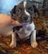American Bully Puppies for sale in Panama City, FL, USA. price: NA