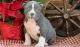 American Bully Puppies for sale in Adamstown, PA, USA. price: $550