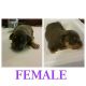 American Bully Puppies for sale in Ludowici, GA 31316, USA. price: NA
