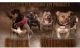 American Bully Puppies for sale in New Rochelle, NY, USA. price: $1,500
